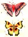 butterflies.jpg