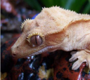 crested-gecko-05.png