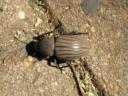 bug-brown-scarab.jpg