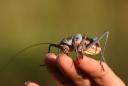 bug-cricket.jpg