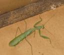 bug-praying-mantis.jpg