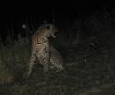 leopard-at-night1.jpg
