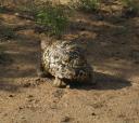 leopard-tortoise.jpg
