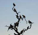 vultures-in-trees.jpg