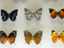 case-butterflies6
