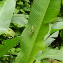 grasshopper1