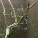 green-vine-snake