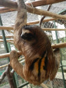 sloth-backspot