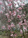 plum-blossom4