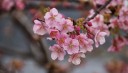plum-blossom9