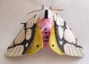 yumi-okita-moths-06