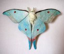 yumi-okita-moths-09