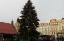 prague-christmas-tree-day