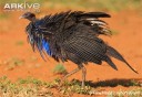 Vulturine-guineafowl-ruffling-feathers